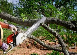 Best Utility Line Clearance  in Monmouth Beach, NJ